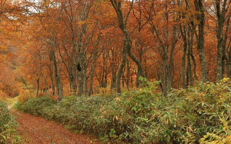 周辺のブナ林も紅葉してきます。秋のトレッキングは格別です。